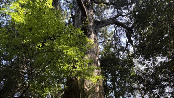 ECO-3Vを使用した環境調査